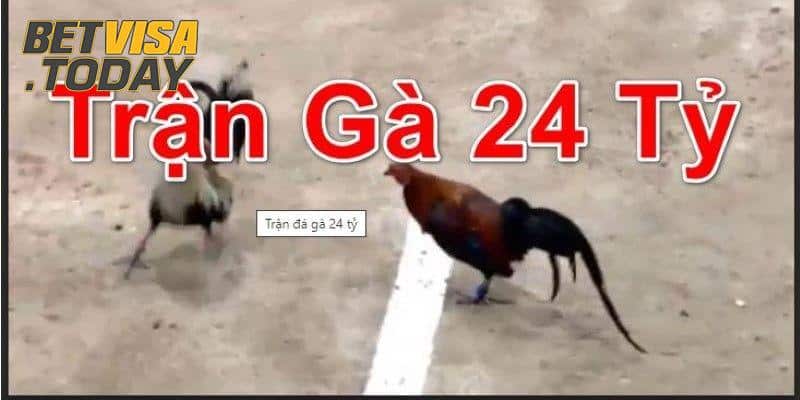 Trận đá gà mới mức xổ 24 tỷ khủng nhất tại Việt Nam