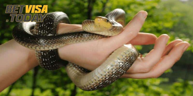 Các dàn lô cực dễ trúng khi xuất hiện giấc mộng về rắn